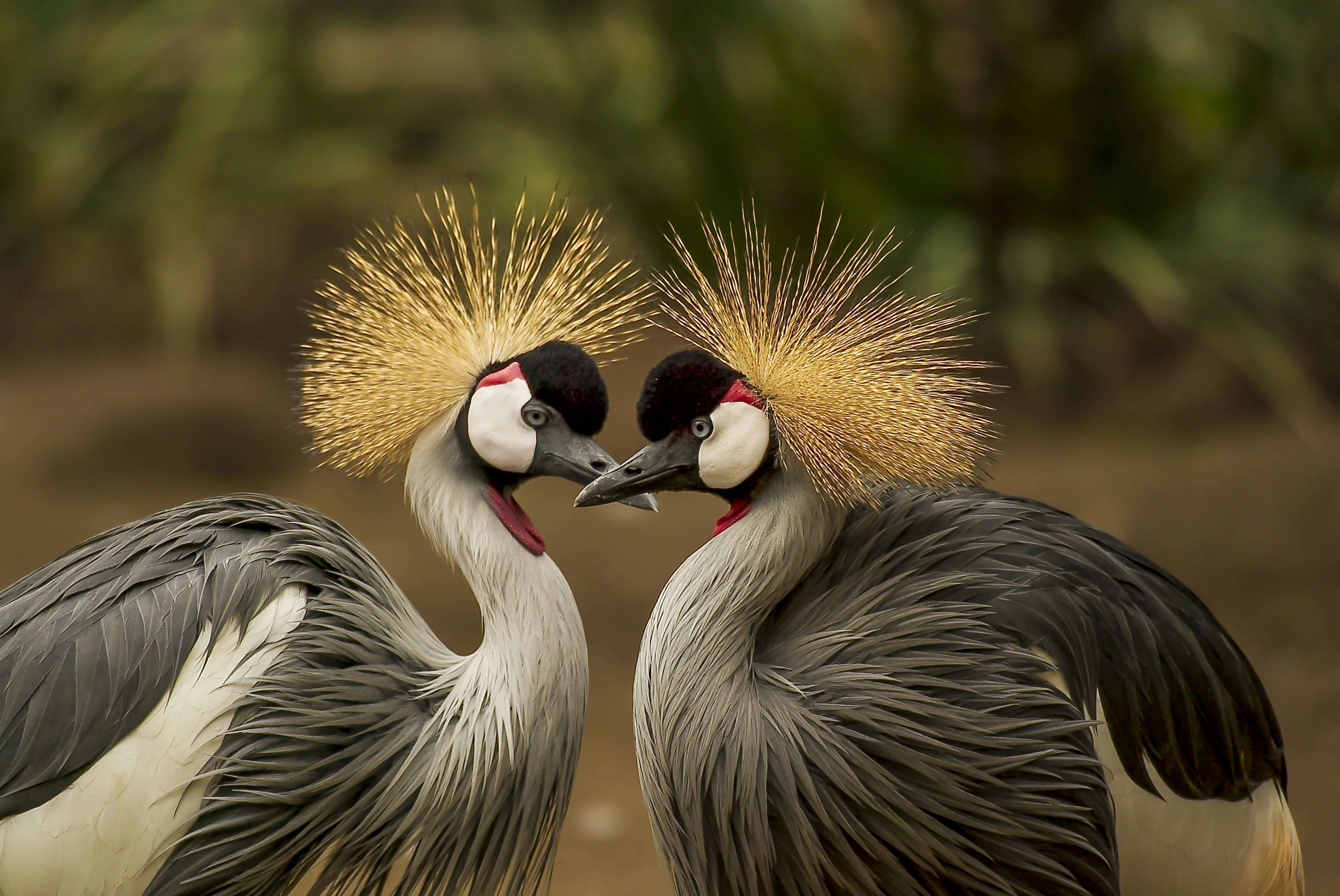 Bird Watching Experience