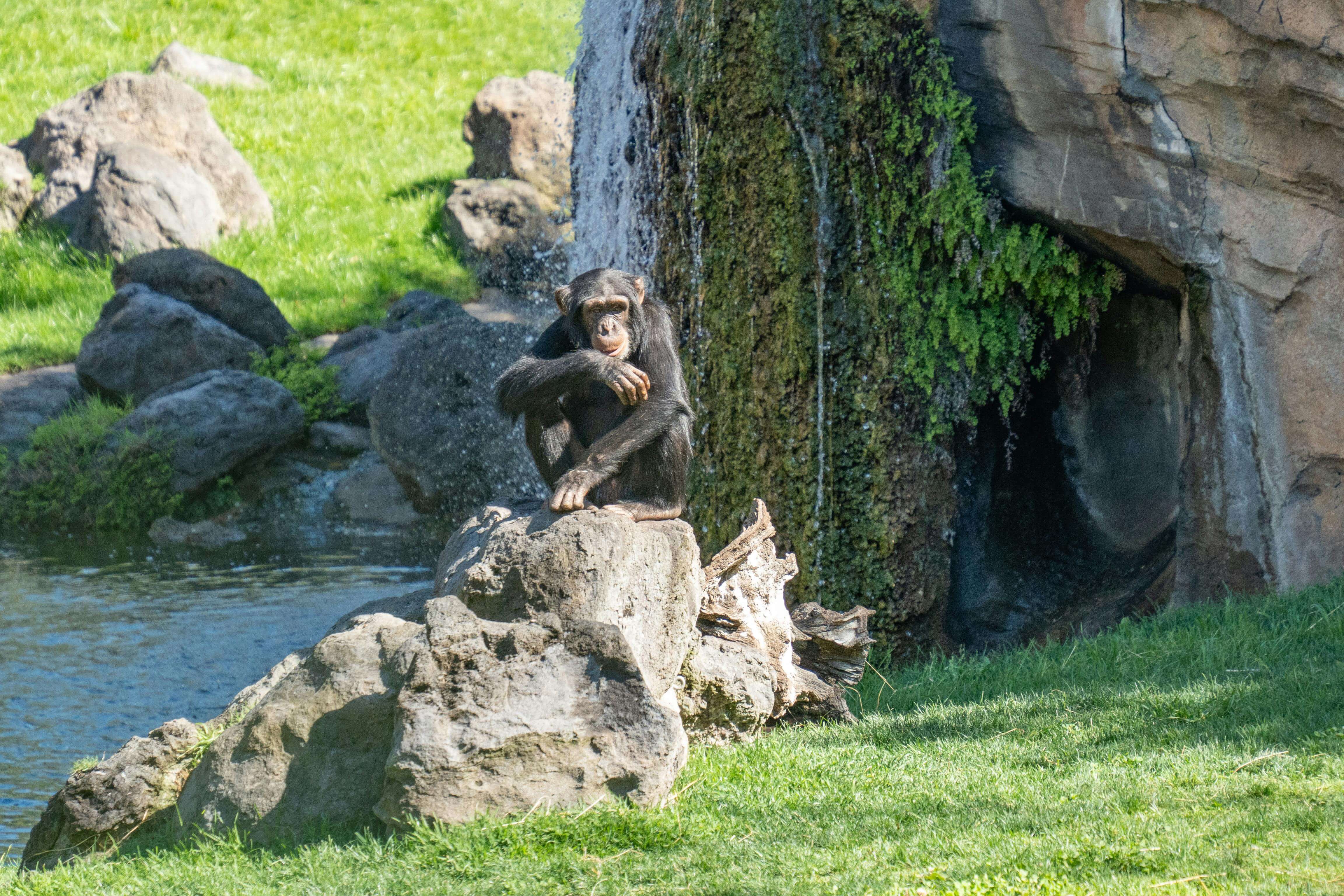 Chimpanzee Tracking