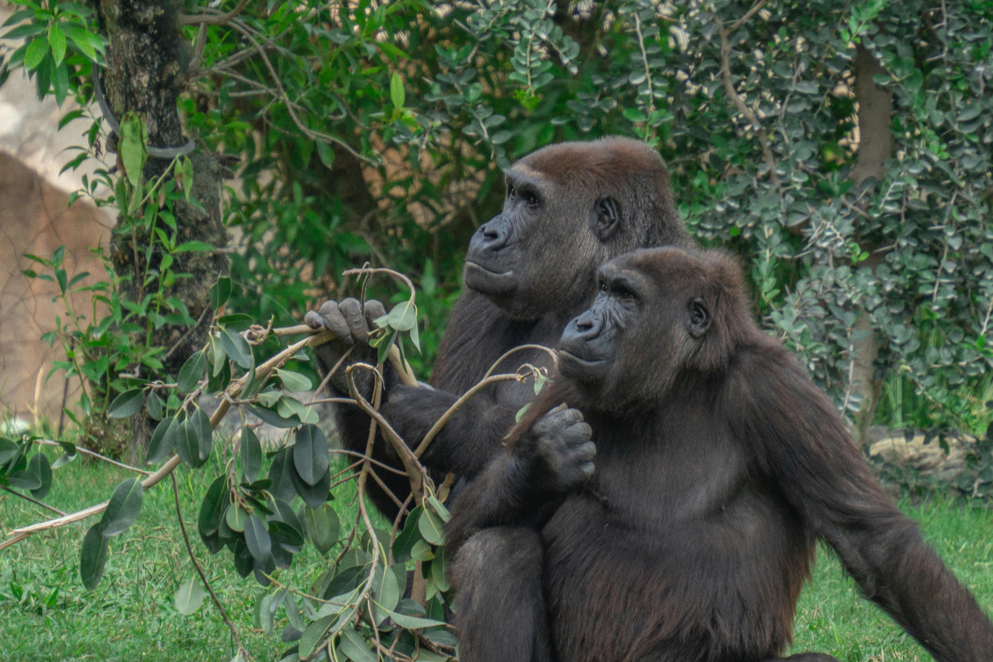 Gorilla Trekking